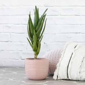 Aloe Masada