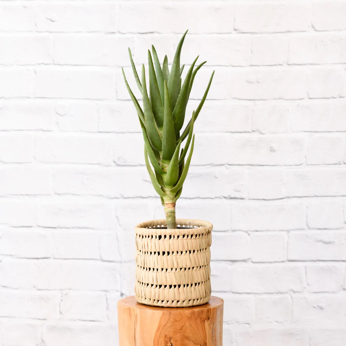 Aloe Masada