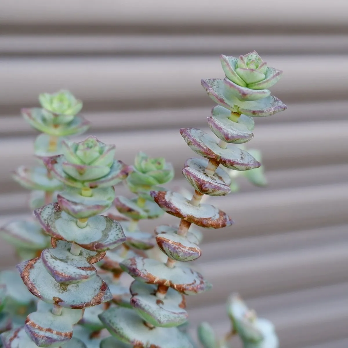 Crassula - String of Buttons