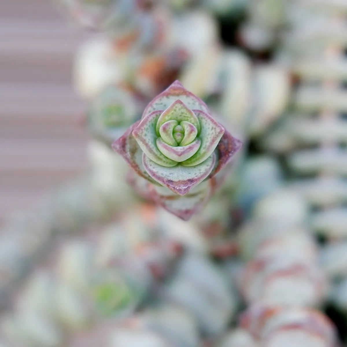Crassula - String of Buttons
