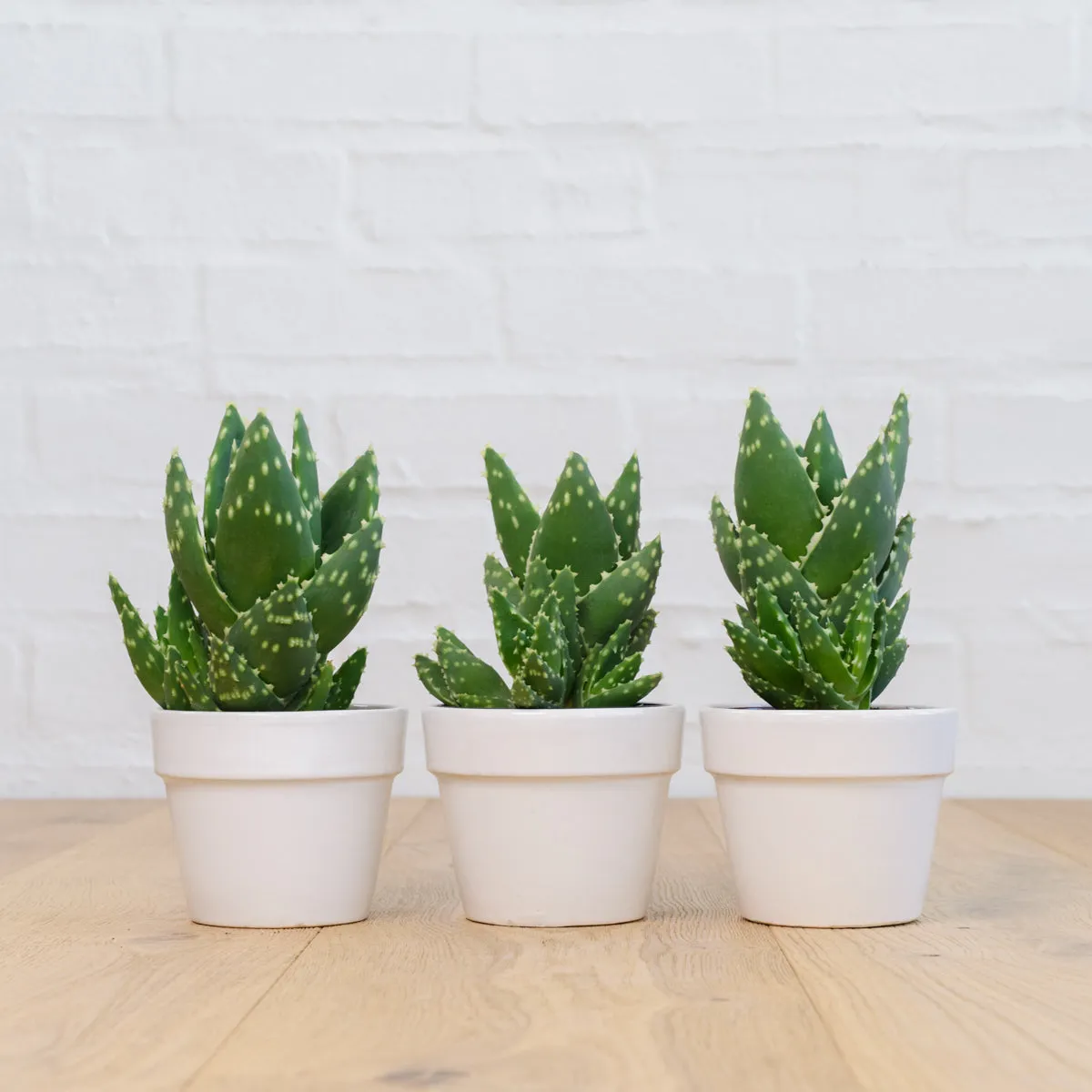 Jewelled Aloe
