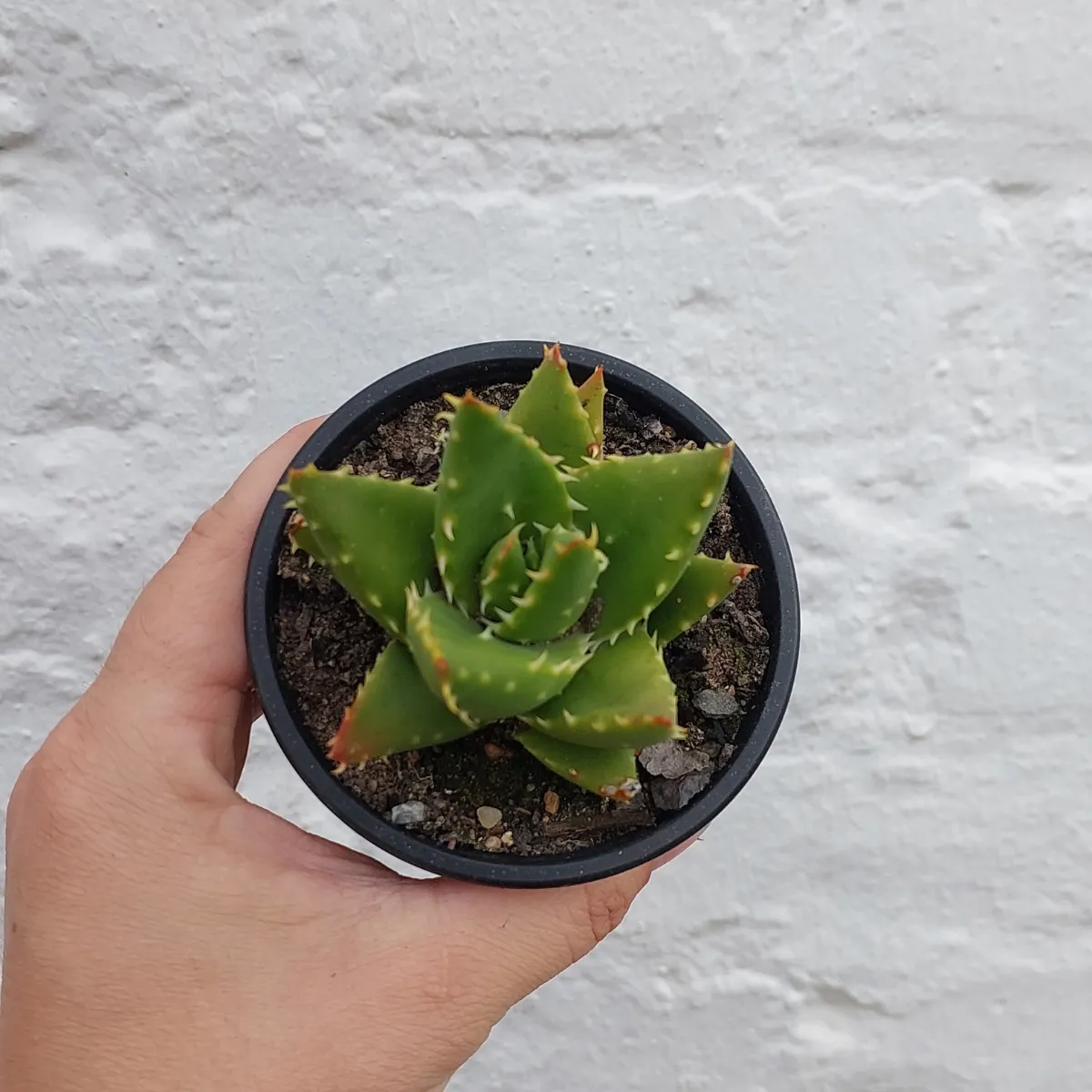 Jewelled Aloe