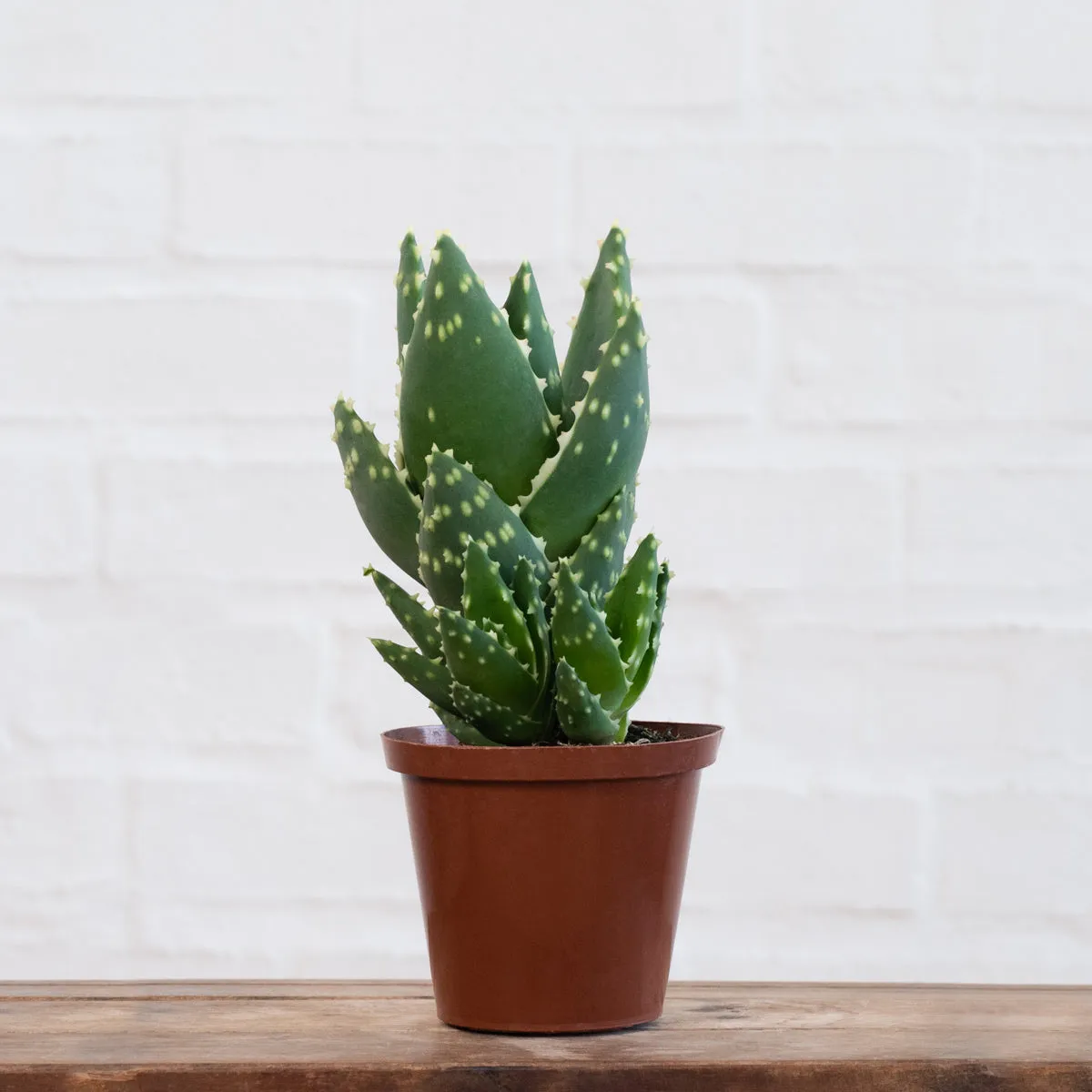 Jewelled Aloe