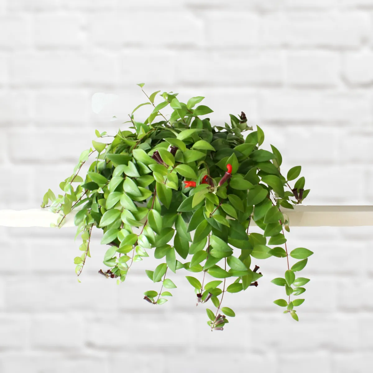 Lipstick Vine