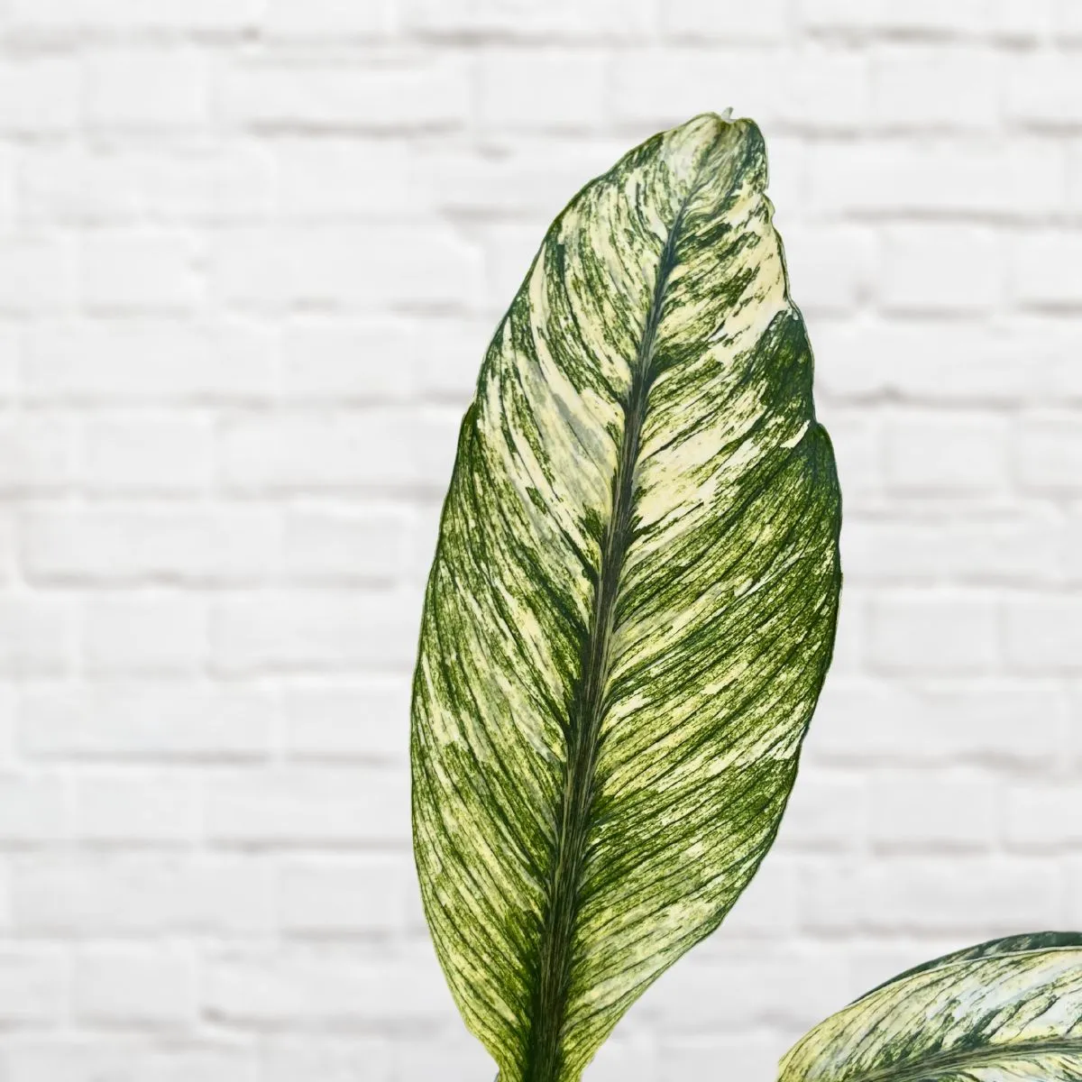 Peace Lily - Sensation Variegated