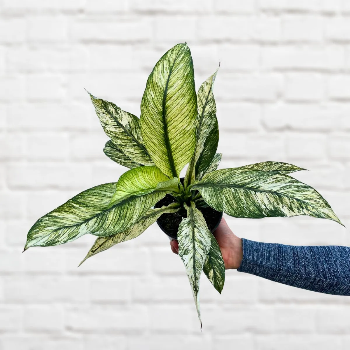Peace Lily - Sensation Variegated