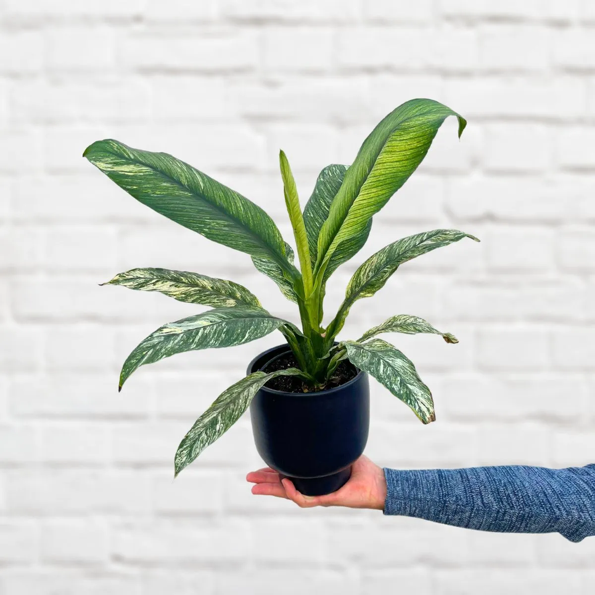 Peace Lily - Sensation Variegated