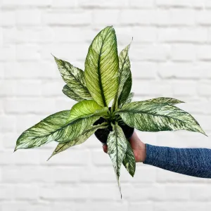 Peace Lily - Sensation Variegated