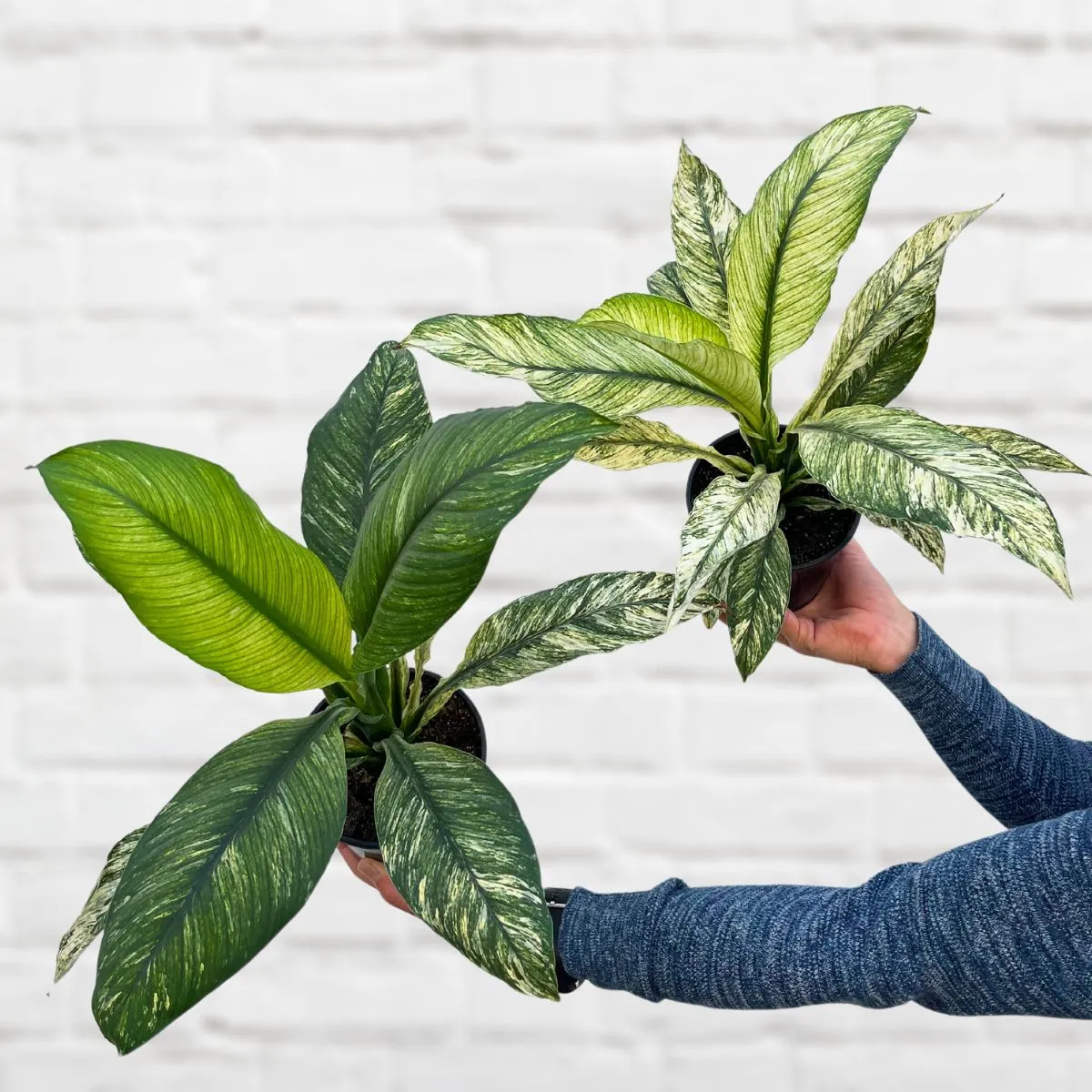 Peace Lily - Sensation Variegated