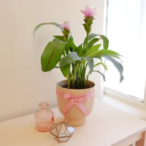 Siam Tulip - Pink