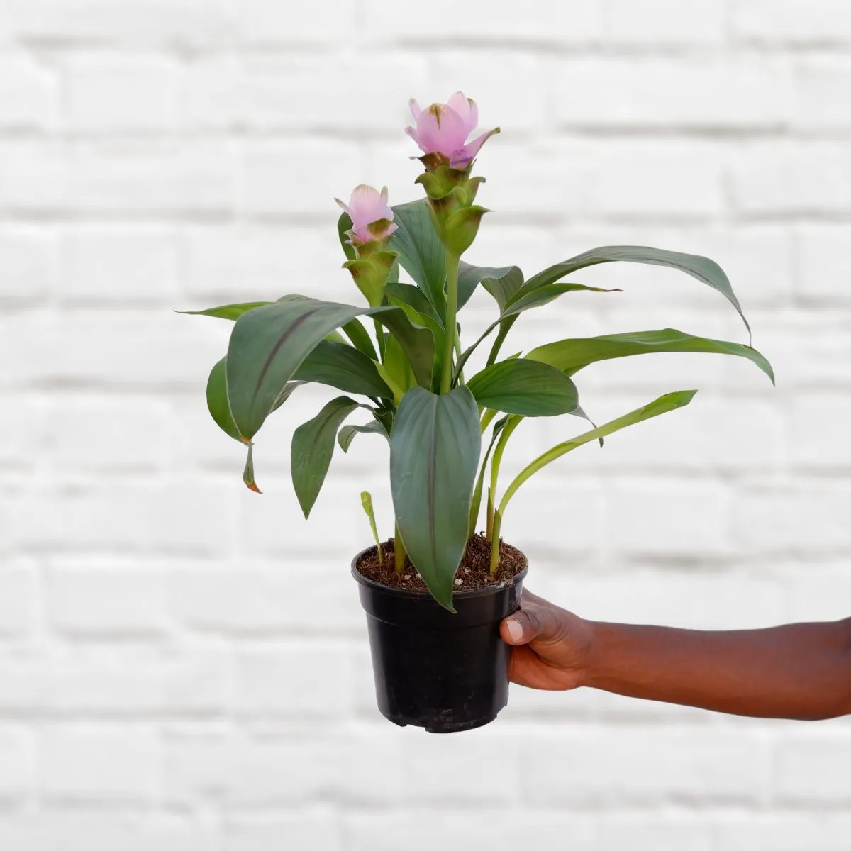 Siam Tulip - Pink