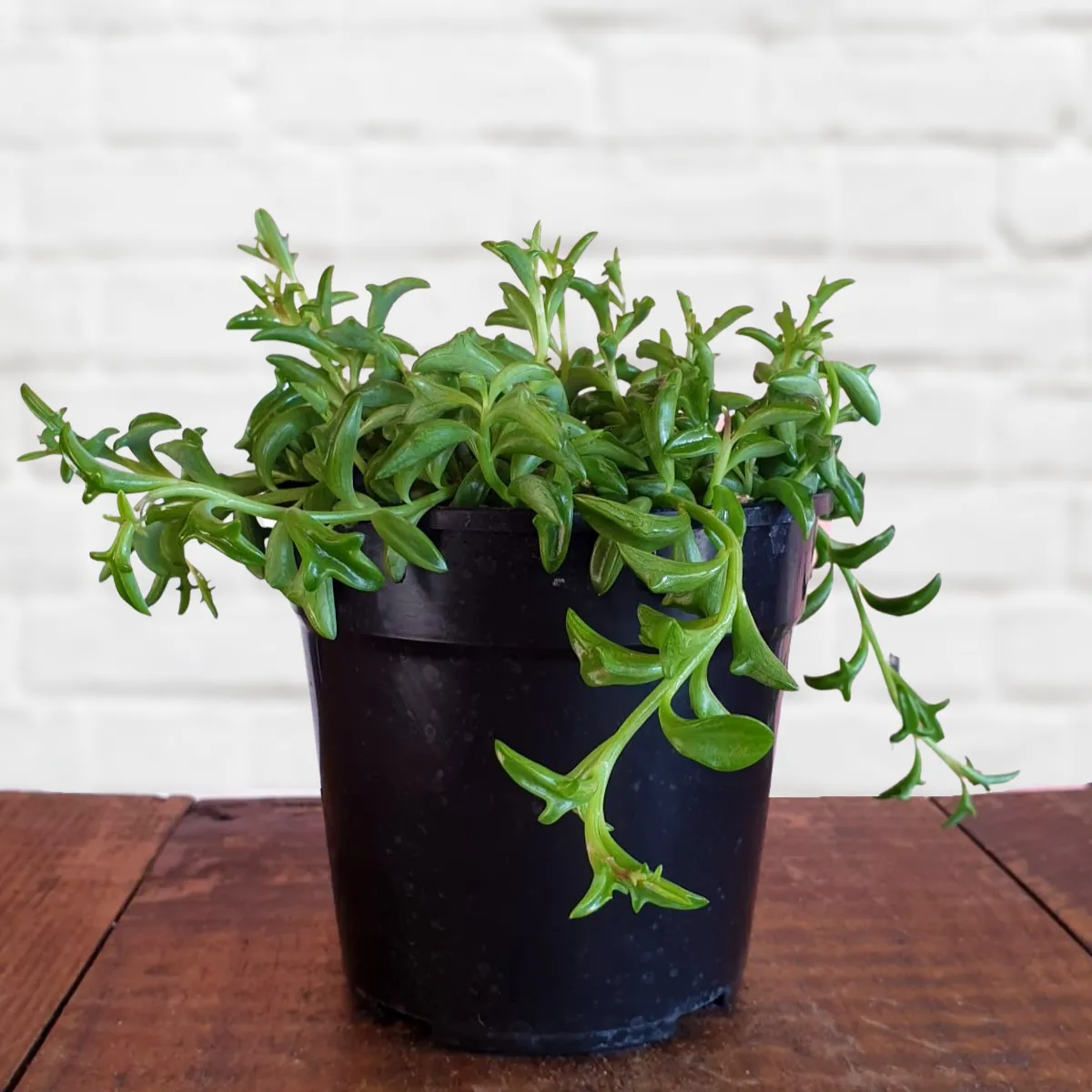 String of Dolphins