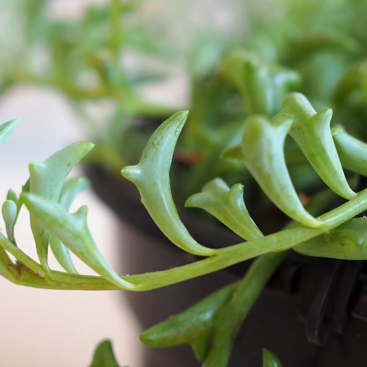 String of Dolphins